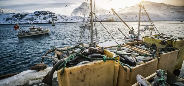 Båtsfjordbruket – Spiral freezer for seafood